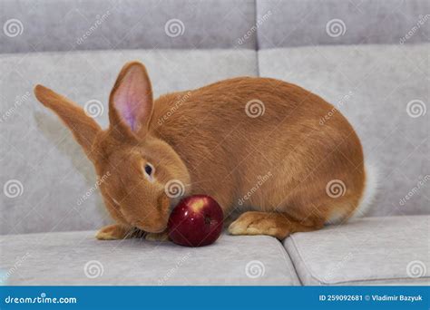 Do Rabbits Eat Apple Cores at Sean Hawker blog