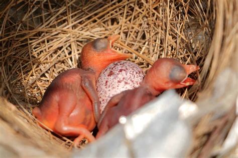 Hummingbird Eggs: Everything You Need to Know