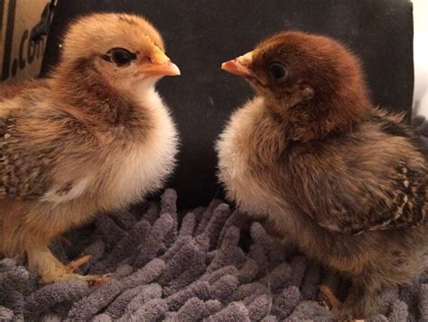 One week old bantam partridge Cochin chicks | BackYard Chickens - Learn ...