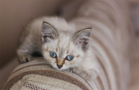 Anime+Big+Boobs+Bikini Photos, Download The BEST Free Anime+Big+Boobs ...