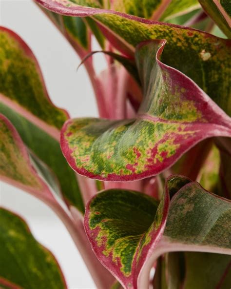 Red Chinese Evergreen | Aglaonema Crete | The Stem