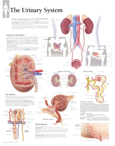 The Urinary System - Scientific Publishing
