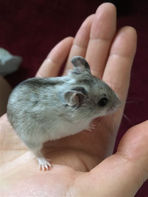 Chinese dwarf hamster : r/hamsters