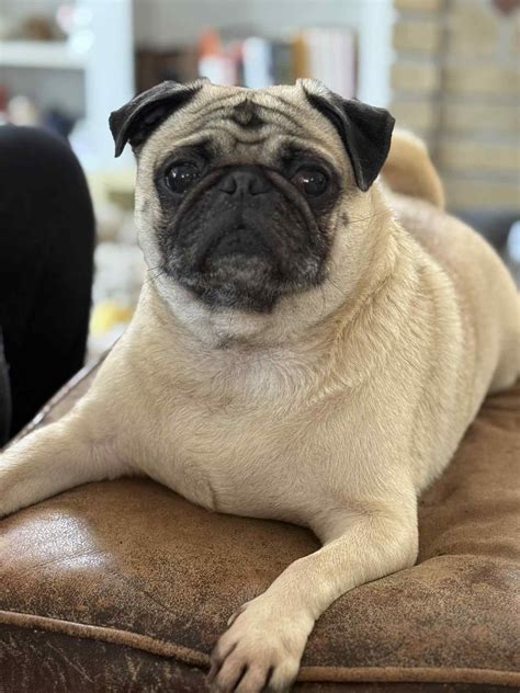 Buffalo Pug & Small Breed Rescue, Inc.