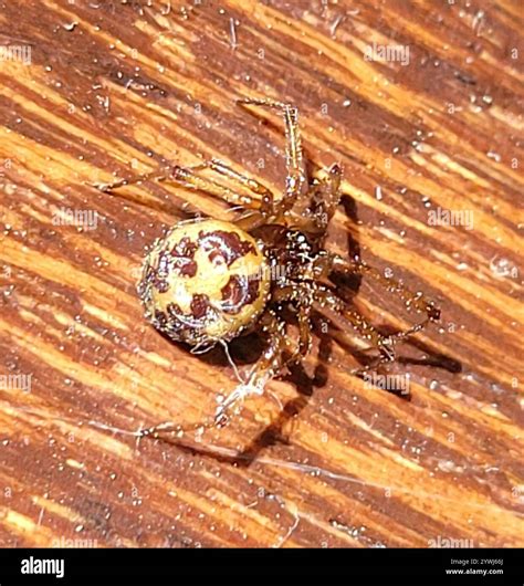 Triangulate Combfoot (Steatoda triangulosa Stock Photo - Alamy