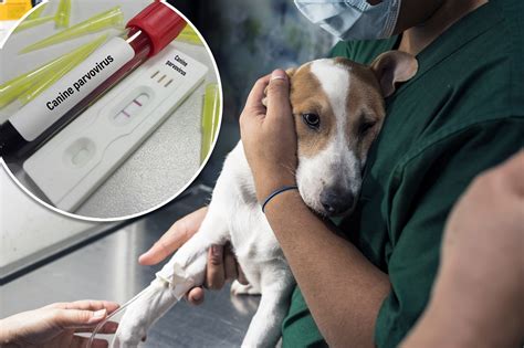 Can You Get Parvo From A Dog