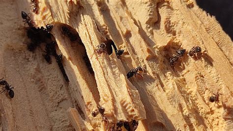 Carpenter Ant Nest Removal