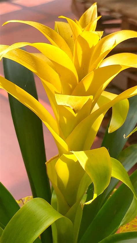 Bromeliad plant care growing and caring for bromeliad plants – Artofit