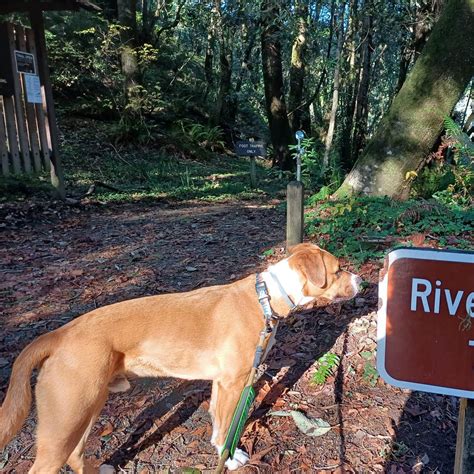 Alfred A. Loeb State Park Campground | Brookings, Oregon