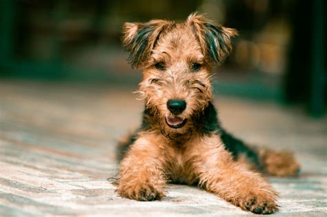 Do Airedale Terriers Shed? Explore Shedding Myths!