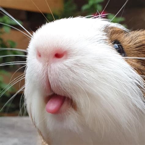 Top 101+ Pictures Pictures Of Cute Guinea Pigs Full HD, 2k, 4k