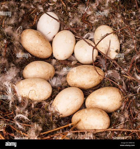 Goose Egg High Resolution Stock Photography and Images - Alamy