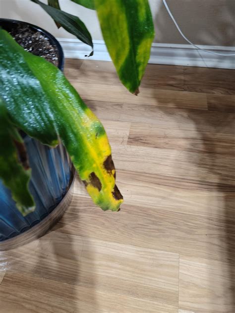 Corn plant yellowing leaves : r/plantclinic