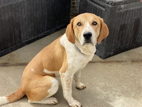 Bubbaloo - Spanish Stray Dogs