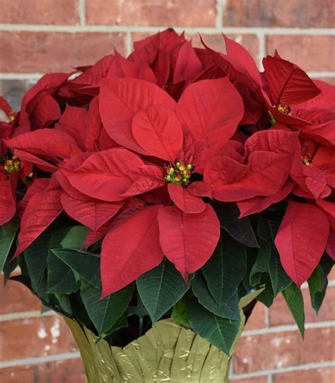 Christmas Flower Plant