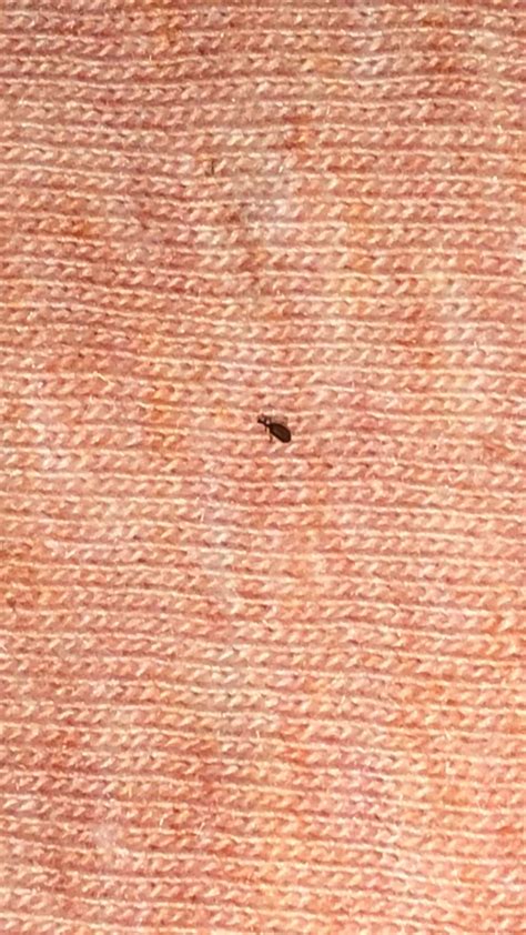 Tiny Brown Bugs In Bed | Psoriasisguru.com