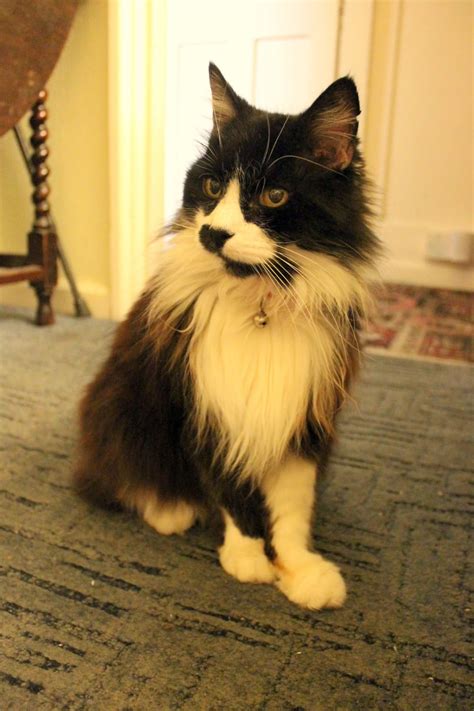 This is Chumlee. He was 23 years old when he passed 3 years ago. I ...