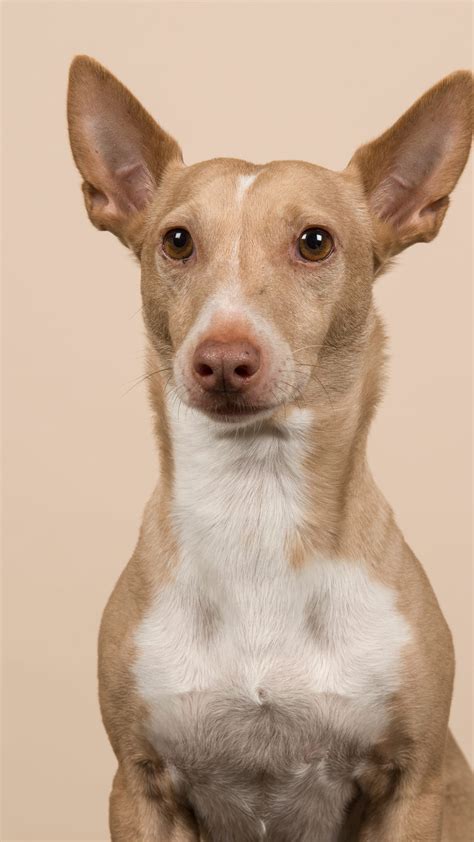 9 Breeds Made in Spain: Who let THESE dogs out?