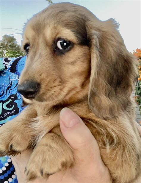Long Haired Dachshund Blonde