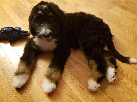 What Size Dog Crate For Mini Bernedoodle at Meagan Burlingame blog