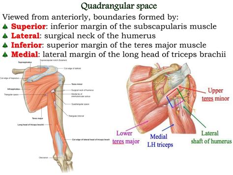 PPT - Axilla & Brachial plexus PowerPoint Presentation, free download - ID:617332