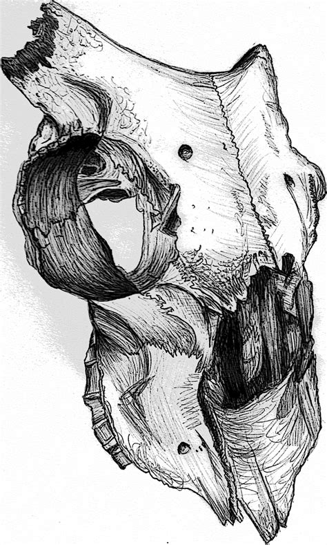 Animal skull biro drawing, animal structure project, Kat Russell ...