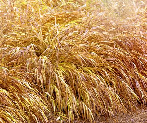 Best ornamental grasses for winter interest: expert picks | Homes and ...