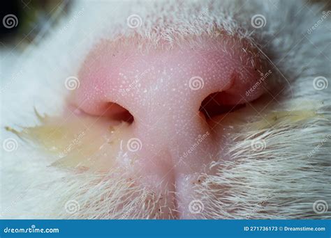 How To Blow Cats Nose at Angela Prasad blog