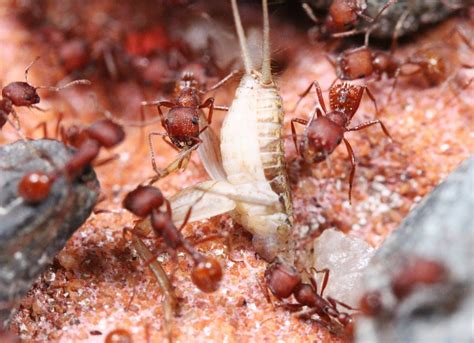 Western Harvester Ant (Pogonomyrmex occidentalis) | Ants for Sale ...