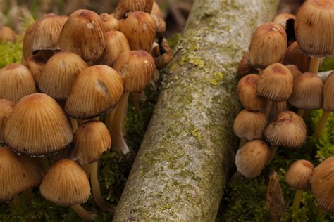 Paddenstoelen in Friesland - Gewone glimmerinktzwam (Coprinellus micaceus)