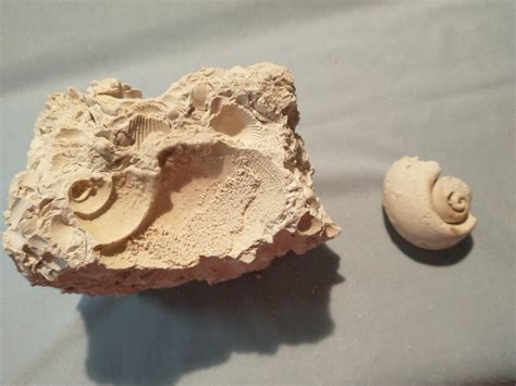 Mold Fossil