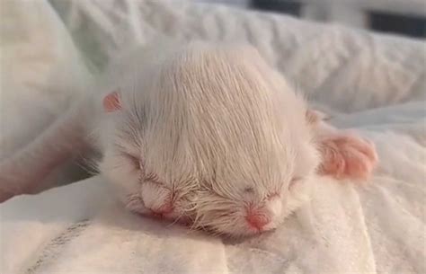 Extremely Rare Two-Headed Kitten Born To Stunned Cat Owner And Beats ...