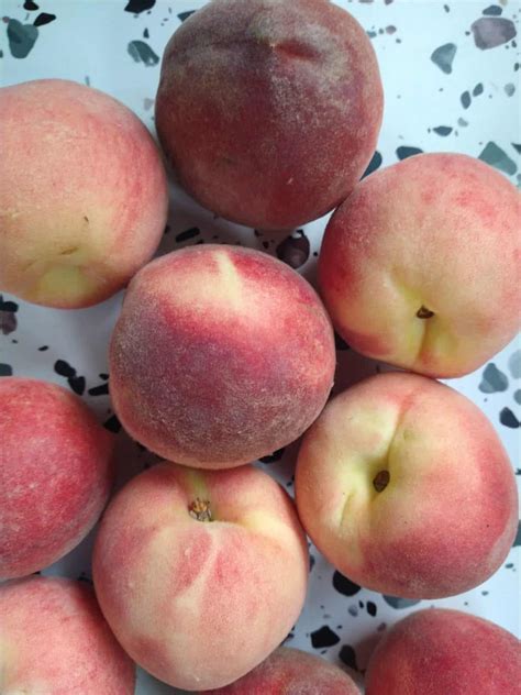 Are Peaches In Season Right Now at Gemma Dalton blog