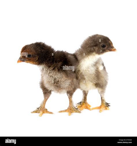 Speckled maran chicken hi-res stock photography and images - Alamy