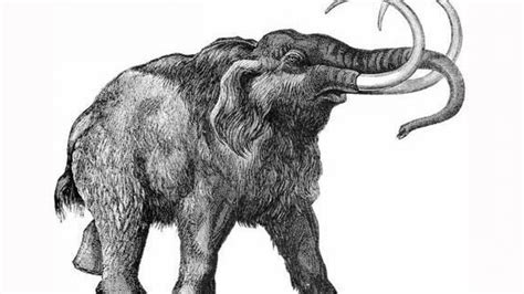 Woolly Mammoth Drawing at PaintingValley.com | Explore collection of ...