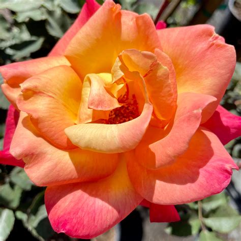 Rio Samba Rose Shrub | C&J Gardening Center