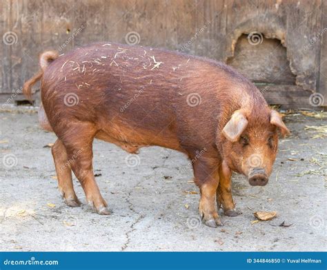 Red Wattle Pig Male in Pigpen Stock Photo - Image of brown, agriculture ...