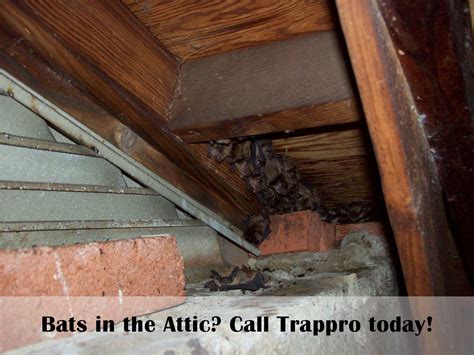 Bat In Attic Inspection at Deidra Mckoy blog