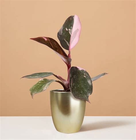 9 stunning pink indoor plants anyone can care (& where to buy ...