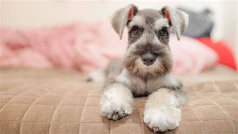 35 Hypoallergenic Dog Breeds for Anyone With Allergies