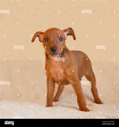 A shorthair puppy stands on a beige background. Little brown dog, look ...