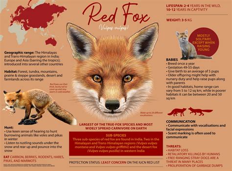 Jawdropping Facts About The Red Fox
