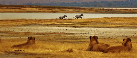 Free Images : prairie, adventure, animal, male, wildlife, herd, africa, feline, mammal, predator ...