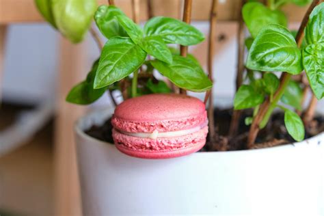 How to Grow Basil Indoors All Year Round | Ultimate Indoor Basil Gardening Guide