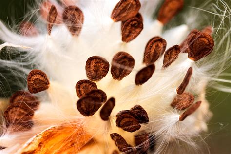 Milkweed Seeds free image download