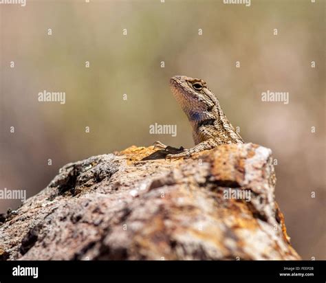 A Northwestern Fence Lizard (Sceloporus occidentalis) sunning itself on a rock in Central Oregon ...
