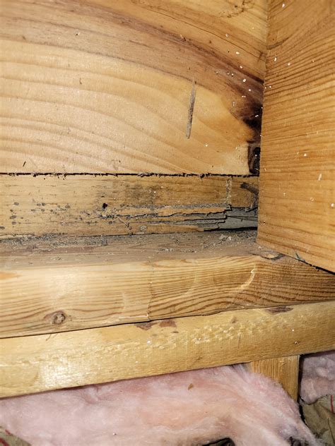 Repair Carpenter Ant Damage