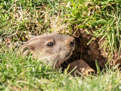 Gopher Control: How To Get Rid Of Gophers