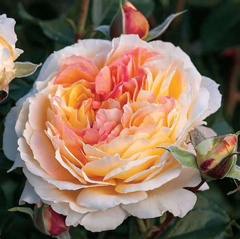 Floribunda Rose vs Grandiflora Rose: What's the Difference? - Birds and ...