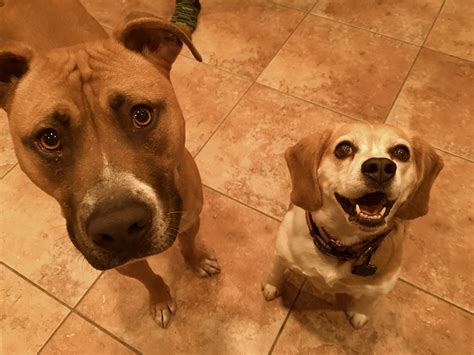 Beagle Pitbull Mix Puppy